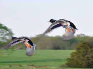 Ducks flying at the winery